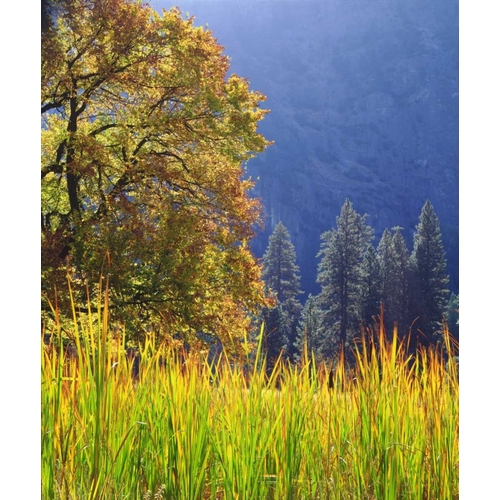California, Yosemite Oak with autumn foliage